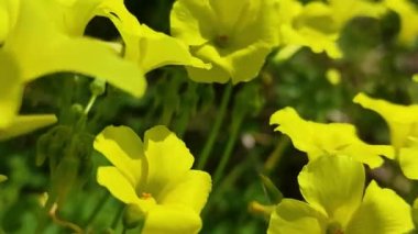 Tarlada çiçekler. Rüzgârdan Gelen Bitki Hareketi. Yaz Konsepti, Tatil, İyi Hava.