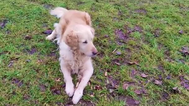 Golden Retriever Gatan Fluffy Dog Gnaws Pinne Promenad Närbild Ett — Stockvideo