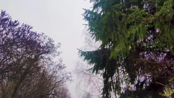 Bosque Cubierto Nieve Pájaros Árbol Vista Del Bosque Invierno Con — Vídeo de stock