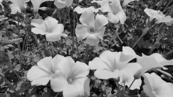 Kwiaty Polu Ruch Roślinności Gust Wiatru Koncepcja Lata Wakacje Dobra — Wideo stockowe