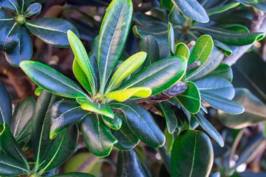 Bitki Yapraklarının Tam Çerçevesi. Yeşil Yapraklardan Yapılan Yaratıcı Düzen. Doğa Konsepti.