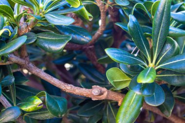 Bitki Yapraklarının Tam Çerçevesi. Yeşil Yapraklardan Yapılan Yaratıcı Düzen. Doğa Konsepti.