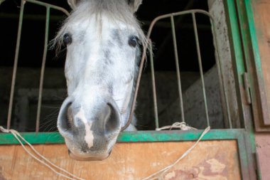 Çiftlikteki Beyaz At 'ın Portresi. Bir Şirin At Kameraya Bakıyor.