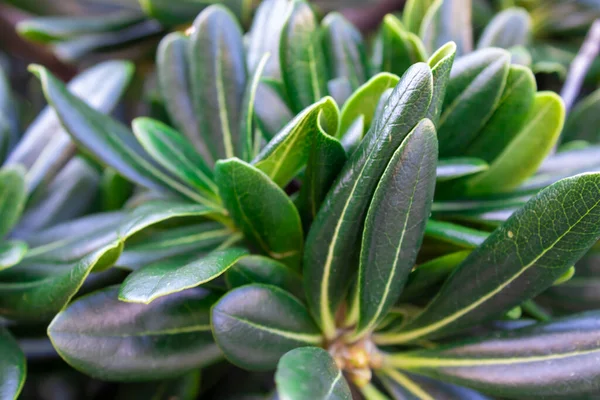 植物の葉の完全なフレームショット 緑の葉で作られた創造的なレイアウト 自然概念 — ストック写真