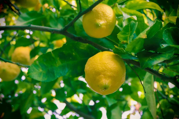 Желтые Лимоны Висят Дереве Витамины Саду Калабрии Южная Италия — стоковое фото