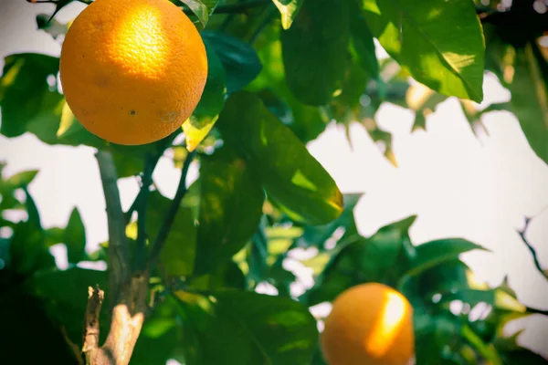 Апельсины Лимоны Дереве Витамины Саду Калабрии Южная Италия — стоковое фото
