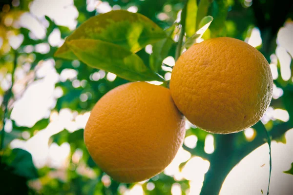 Oranges Lemons Tree Vitamins Garden Calabria Southern Italy — Stock Photo, Image
