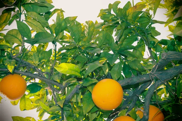 Oranges Citrons Sur Arbre Vitamines Dans Jardin Calabre Italie Sud — Photo