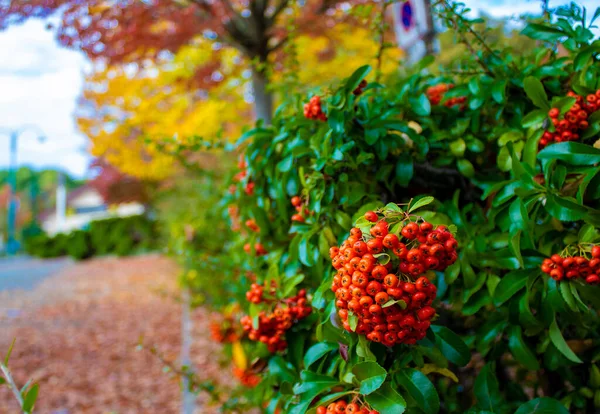 Fransa 'nın banliyölerindeki Sonbahar Şehir Parkı' ndaki bir ağacın dallarında olgunlaşmış kırmızı Rowanberry. Doğa Sahnesi. Parktaki Güzel Sonbahar Manzarası.