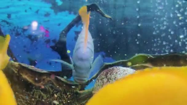 Финиш Дома Акватории Красочный Голубой Аквариум Разноцветными Рыбками Роки Кораллы — стоковое видео