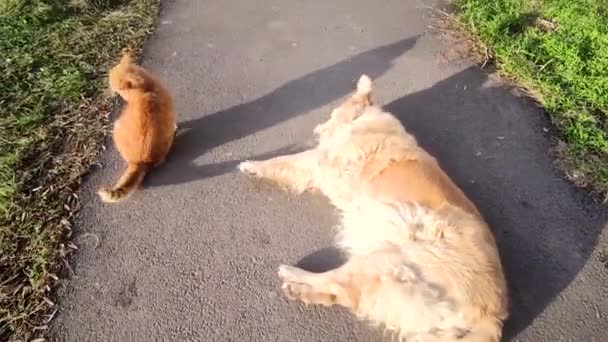 猫和狗 拉布拉多金毛猎犬在街上一只可爱的红猫和他的朋友一只狗在街上散步 宠物在户外玩耍 — 图库视频影像