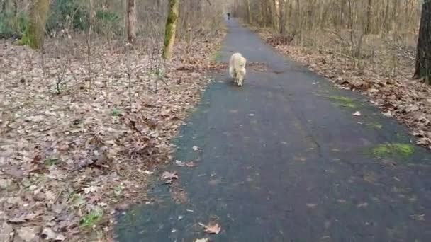 シティパークでのゴールデンレトリバーのクローズアップ 大人の犬が路上でラブラドールを飼育しています 犬の散歩 — ストック動画