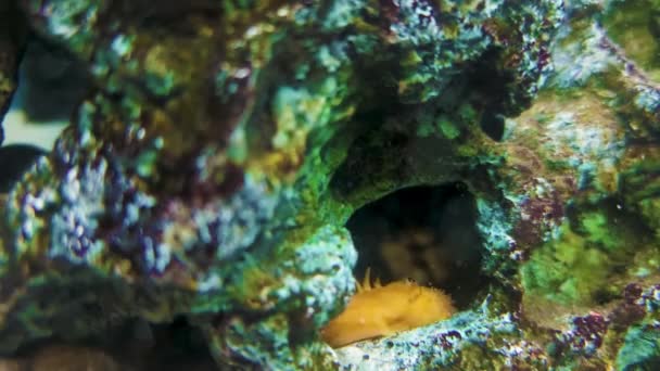 魚とカラフルなブルー水族館 黄色のナマズのクローズアップ — ストック動画
