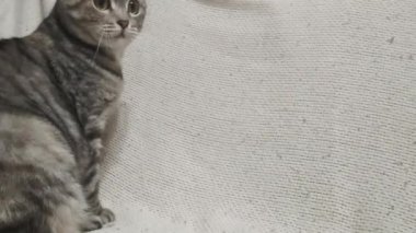 Bir Şirin Gri Kedi, Bir Lastik Bandla Çalarken Komik Poz Veriyor, Yavaş Hareket 4K.