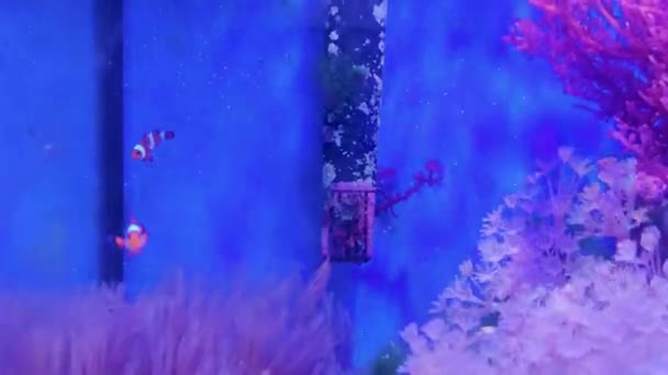Финиш Дома Акватории Цветной Голубой Аквариум Игривой Рыбой Клоуном Плавающим — стоковое видео