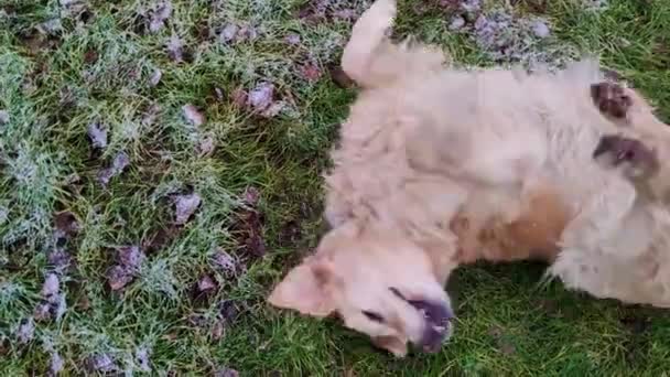 Grass Frosty Frost Bir Şehir Parkında Golden Retriever Dog Yakın — Stok video