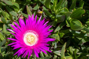 Carpobrotus Acinaciforis (yaygın olarak Elands Sourfig, Elandssuurvy veya Sally-my-yakışıklı olarak bilinir), Aizoaceae familyasının uzun ömürlü bir üyesidir..