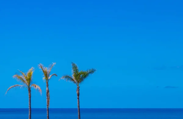 Letní Palmy Léto Tropické Léto Pozadí Obrázku Letní Dovolená Moře — Stock fotografie