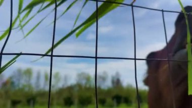 Yazın At Yeme. At Yiyen Kadın Eli 'ne yaklaş..