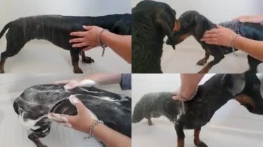 Bakıcı, tuvalette köpüklü köpeği yıkıyor. Çekici Siyah ve esmer Dachshund Duş Aldı.