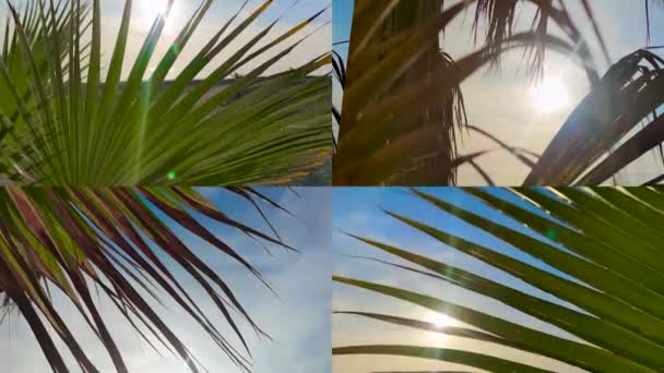 Többképernyős Montázs Napsütés Pálmafákon Keresztül Nap Fénye Pálmafa Levelei — Stock videók