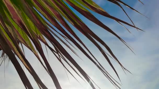 阳光照耀着棕榈树 太阳的光芒和棕榈树的叶子 — 图库视频影像