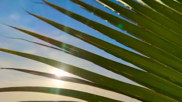 Soleil Qui Brille Travers Les Palmiers Éblouissement Soleil Les Feuilles — Video