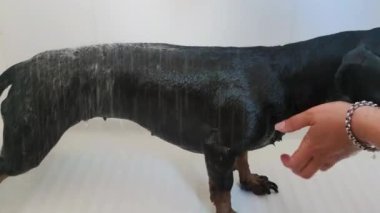 Bakıcı, tuvalette köpüklü köpeği yıkıyor. Çekici Siyah ve esmer Dachshund Duş Aldı.