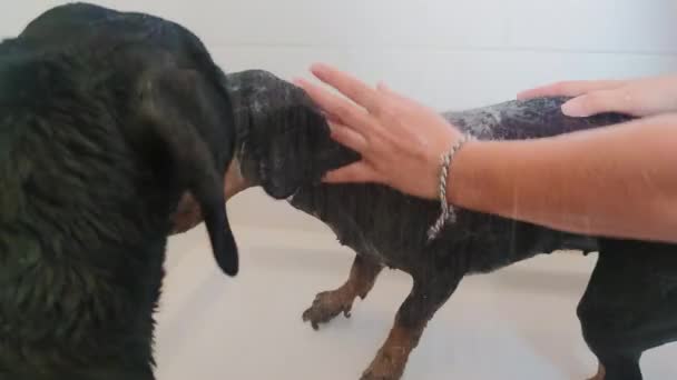 Proprietário Cuidando Lava Cão Com Espuma Banheiro Charmoso Preto Bronzeado — Vídeo de Stock