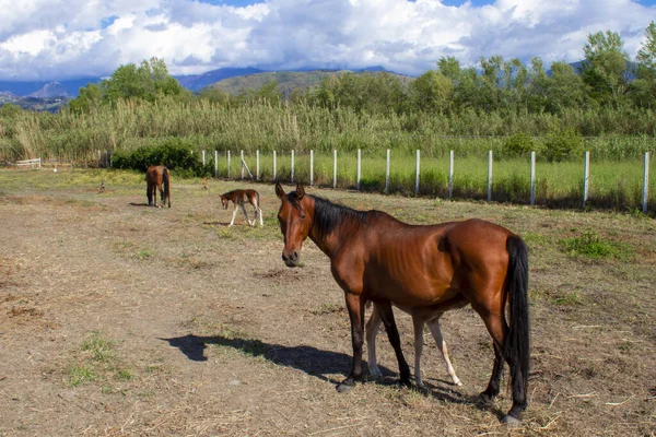 Stock image Brown Horse With Horse Grazing in the Meadow. A Mother horse With Her Baby in Calabria, Southern Italy.