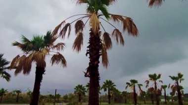 Deniz kıyısındaki Calabria 'da Bulutların ve Gökyüzünün Arkaplanına Karşı Rüzgarda Esen Palmiye ağacının silüeti. Hurricane Palms.