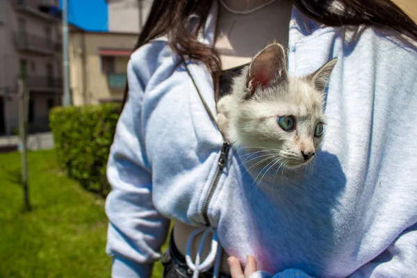 Small Kitten Girl Sweater Cat Lost Comfort Zone New Owner — Stock Photo, Image