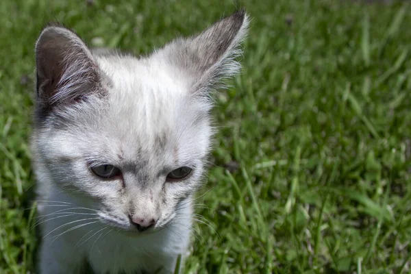 可愛い子猫ちゃん 緑の芝生の上の美しい小さな猫の屋外 — ストック写真