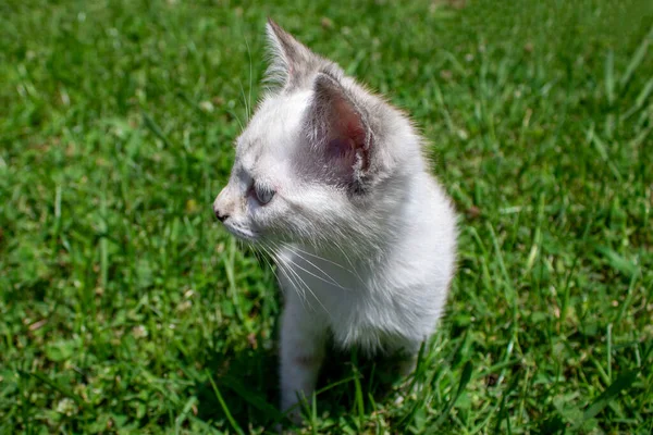 Nettes Kätzchen Schöne Kleine Katze Freien Auf Grünem Rasen — Stockfoto