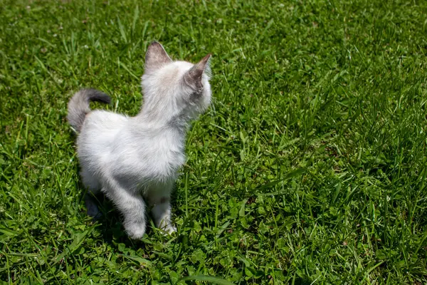 可愛い子猫ちゃん 緑の芝生の上の美しい小さな猫の屋外 — ストック写真