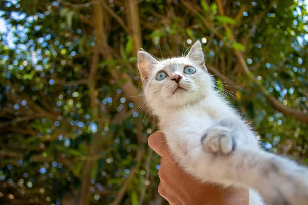 Kleine Kätzchen Der Hand Die Katze Ist Verloren Komfortzone Neuer — Stockfoto