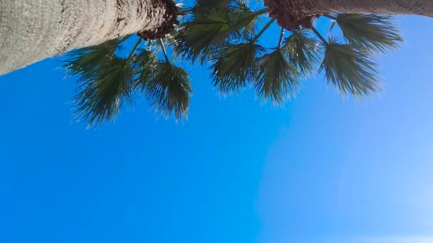 青い空の背景にヤシ ヤシの木 夏のビーチの背景青い空を背景にヤシの木 — ストック動画