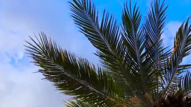 Mavi gökyüzüne karşı hindistan cevizi ağacı. Lush Green Palm Leaves 'den Gelen Güneş Işıklarının Videosu, Plaj Yaz Konsepti, Arkaplan.