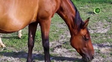 Yeşil bir tarlada güzel kırmızı-kahverengi at, doğa, otlak, ahır arka planı. At Yeme Çimeni. Gözler, Mane, At Ağzı. Güneş Işıklarından Parılda.