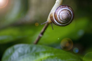 Yeşil Kök 'te salyangoz. Yeşil Yaprakta Sürünen Salyangoz. 