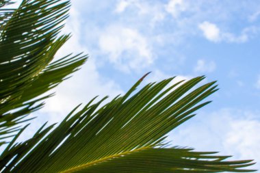 Sabahın erken saatlerinde hindistan cevizi palmiyesi gökyüzüne karşı. Tropik arka plan. Tropiklerde Tatil.