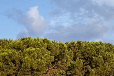 Gökyüzüne Karşı Ağaçlar. Orman Ağacı, Yağmur Ormanı Ekosistemi ve Sağlıklı Çevre Kavramı ve Arkaplan, Yeşil Ağaç DokusuName.