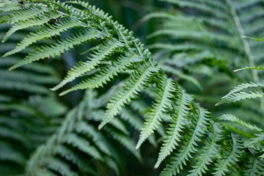 Fern, soyut yeşil yaprak dokusu, doğa, tropikal yaprak.