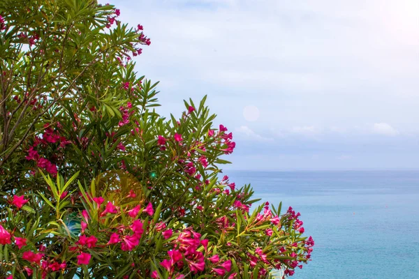 stock image Big Plant with Oleander Flowers and Mediterranean Sea in Background.