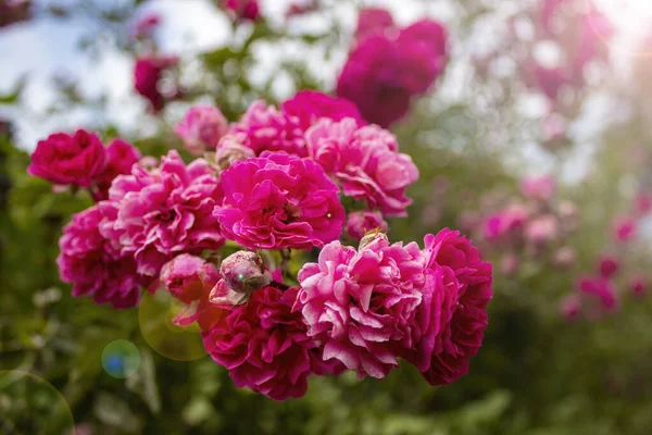 Beautiful Roses Garden Rose Flower Outdoor Shot Image — Stock Photo, Image