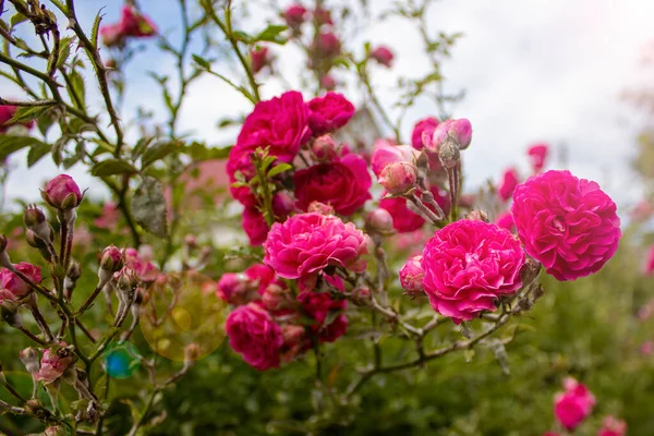 Hermosas Rosas Jardín Rose Flor Aire Libre Shot Imagen — Foto de Stock