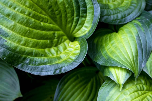Abstraktní Zelené Listy Textury Přírodní Pozadí Tropické Listy — Stock fotografie
