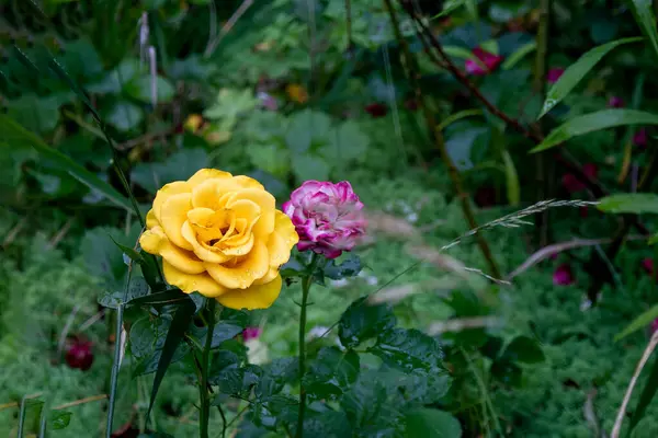 Hermosas Rosas Jardín Rose Flor Aire Libre Shot Imagen — Foto de Stock