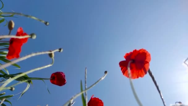 Red Poppies Sway Wind Blue Sky Fleurs Coquelicot Rouge Fleurissent — Video