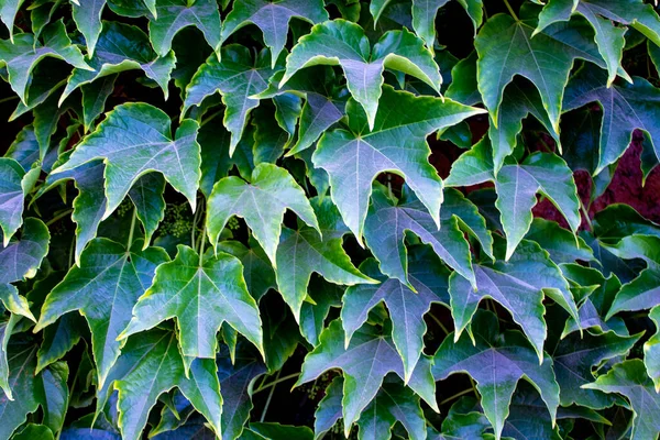 Zelené Listy Přírodní Pozadí Abstraktní Zelené Listy Textura Příroda Pozadí — Stock fotografie